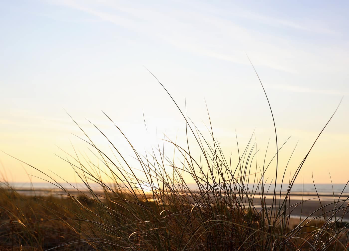 Marram