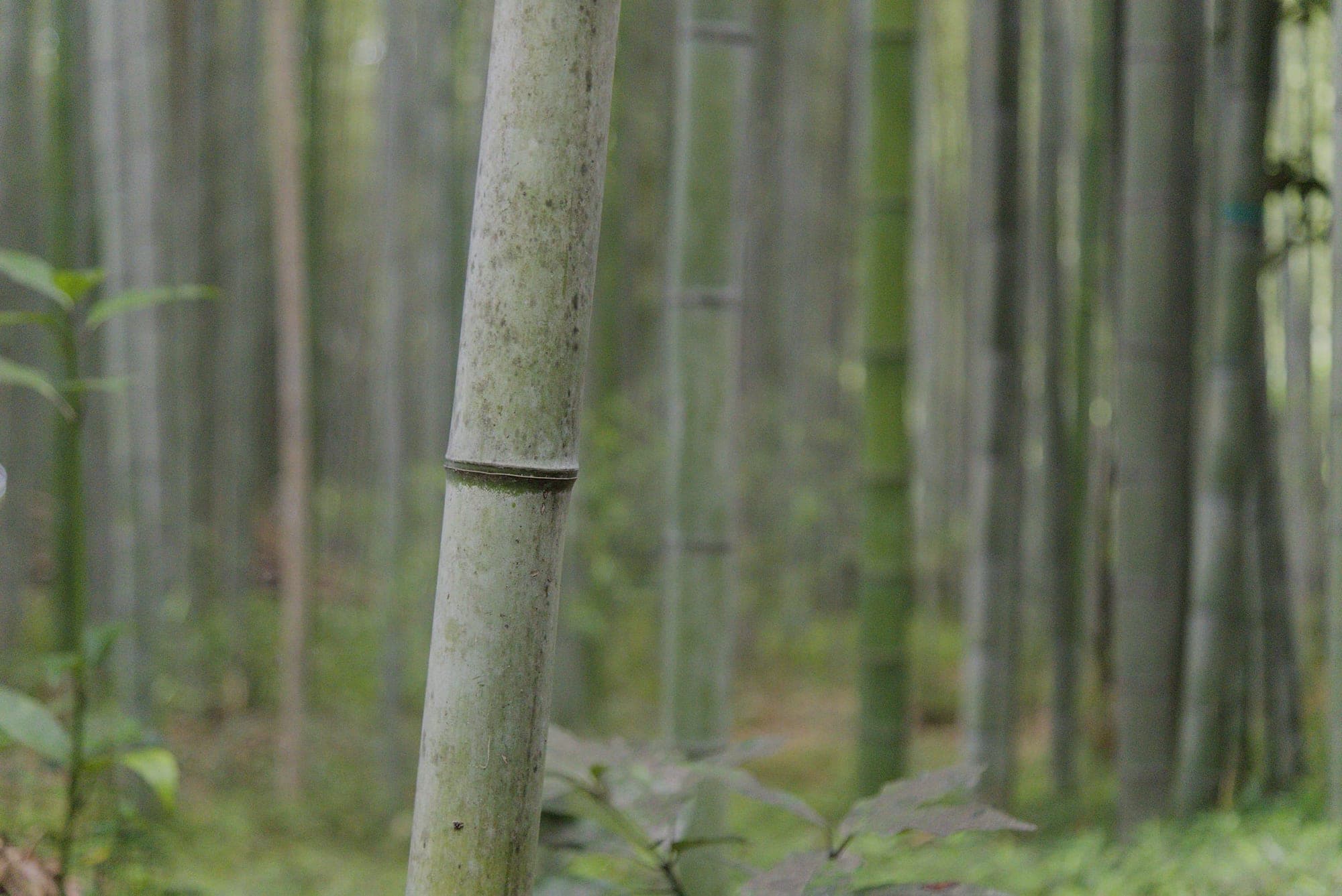 Japan 6526
